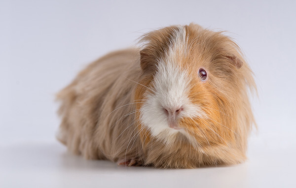 closeup-shot-guinea-pig-isolated-white-wall2