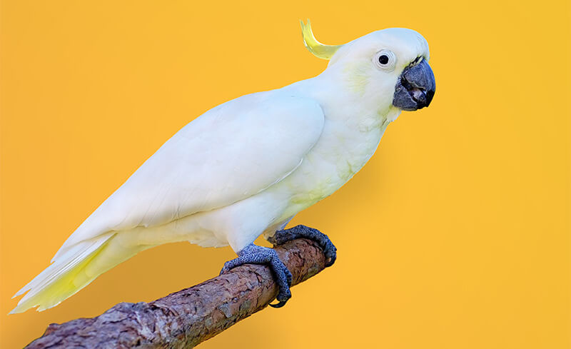 closeup-shot-sulphur-crested-cockatoo-perched-branch-yellow-background2