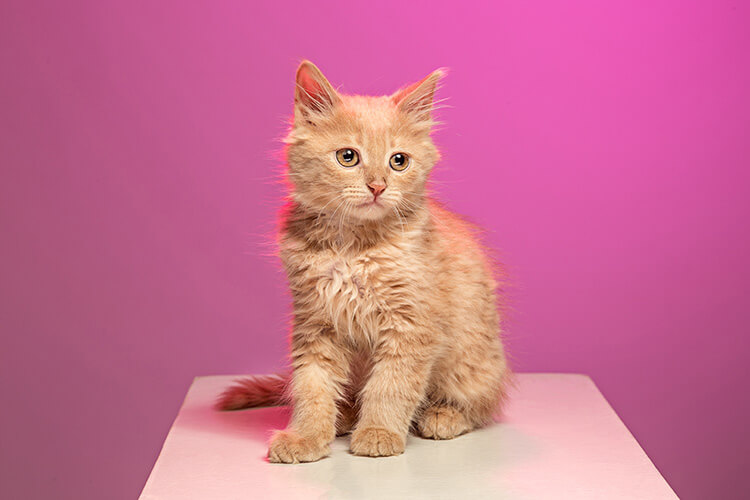 red-white-cat-i-pink-studio5 (1)