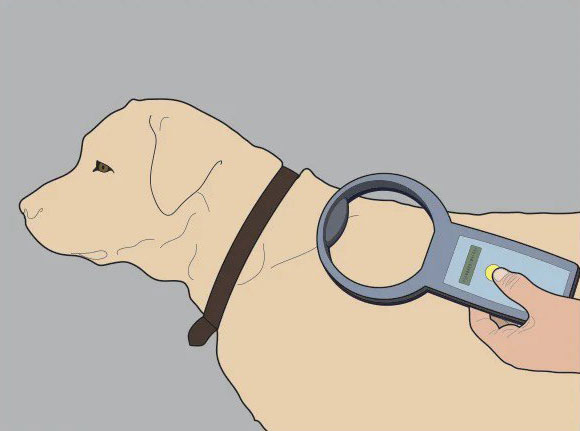 pets-microchip-scan